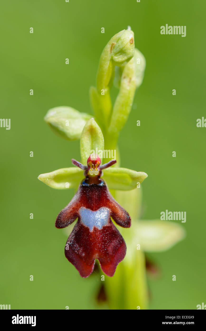 Fliegen-Ragwurz, Ophrys insectifera, Fly Orchid Stock Photo