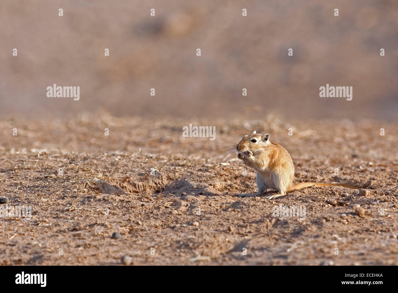 Great gerbil (Rhombomys opimus) in the Karakum desert in Iran Stock Photo