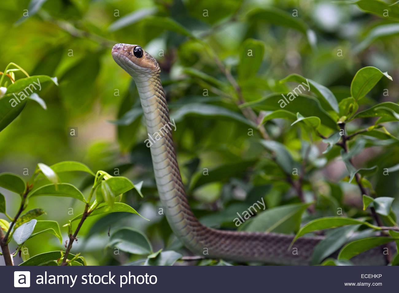 Indo Chinese Rat Snakes High Resolution Stock Photography and Images ...