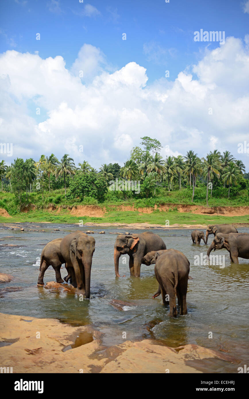 Elephants are taken to the river for a bath at Pinnawala Elephant Orphanage, Sabaragamuwa Province of Sri Lanka.     For the con Stock Photo