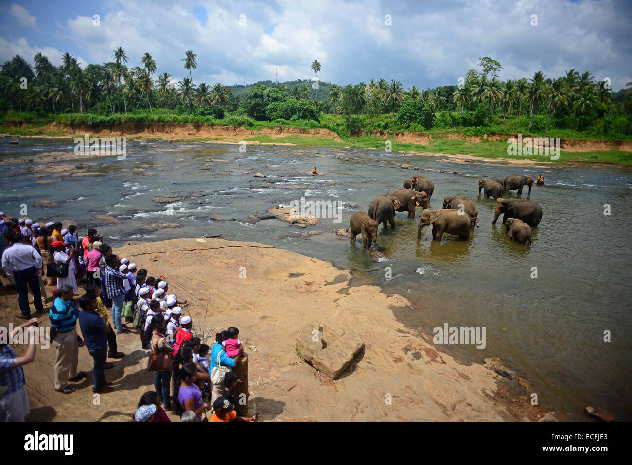 Elephants are taken to the river for a bath at Pinnawala Elephant Orphanage, Sabaragamuwa Province of Sri Lanka.     For the con Stock Photo
