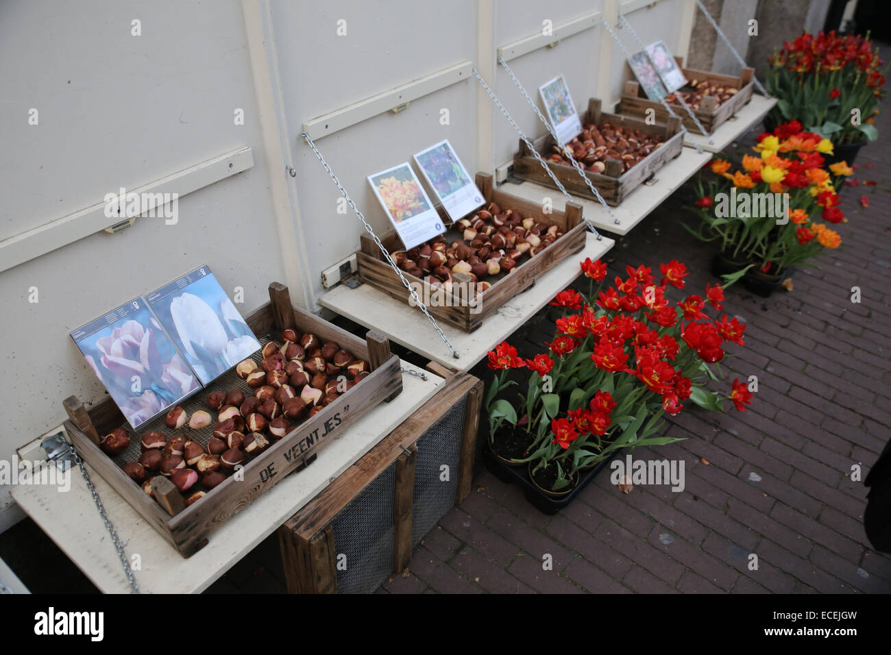 shop tulip heads amsterdam netherland Stock Photo Alamy