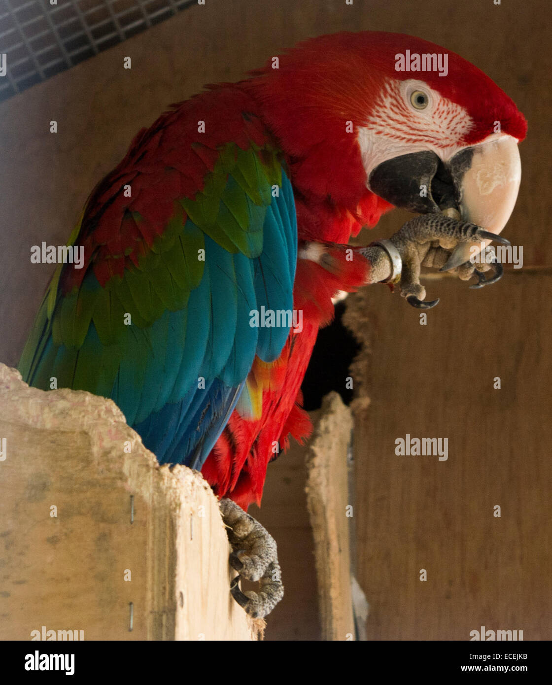 Green Wing Macaw Stock Photo
