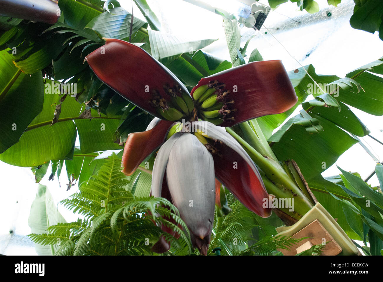 homegrown English edible bananas Stock Photo Alamy