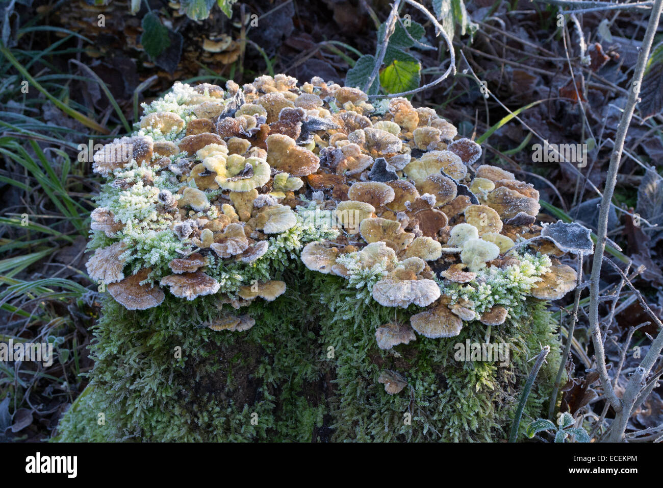 Close-up study in the early morning sunshine of fungi growing on a rotting tree stump in a woodland setting Stock Photo