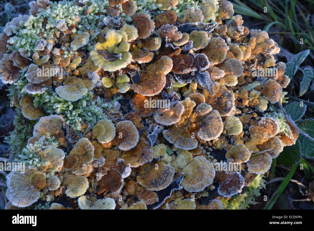 Close-up study of fungi growing on a rotting tree stump Stock Photo