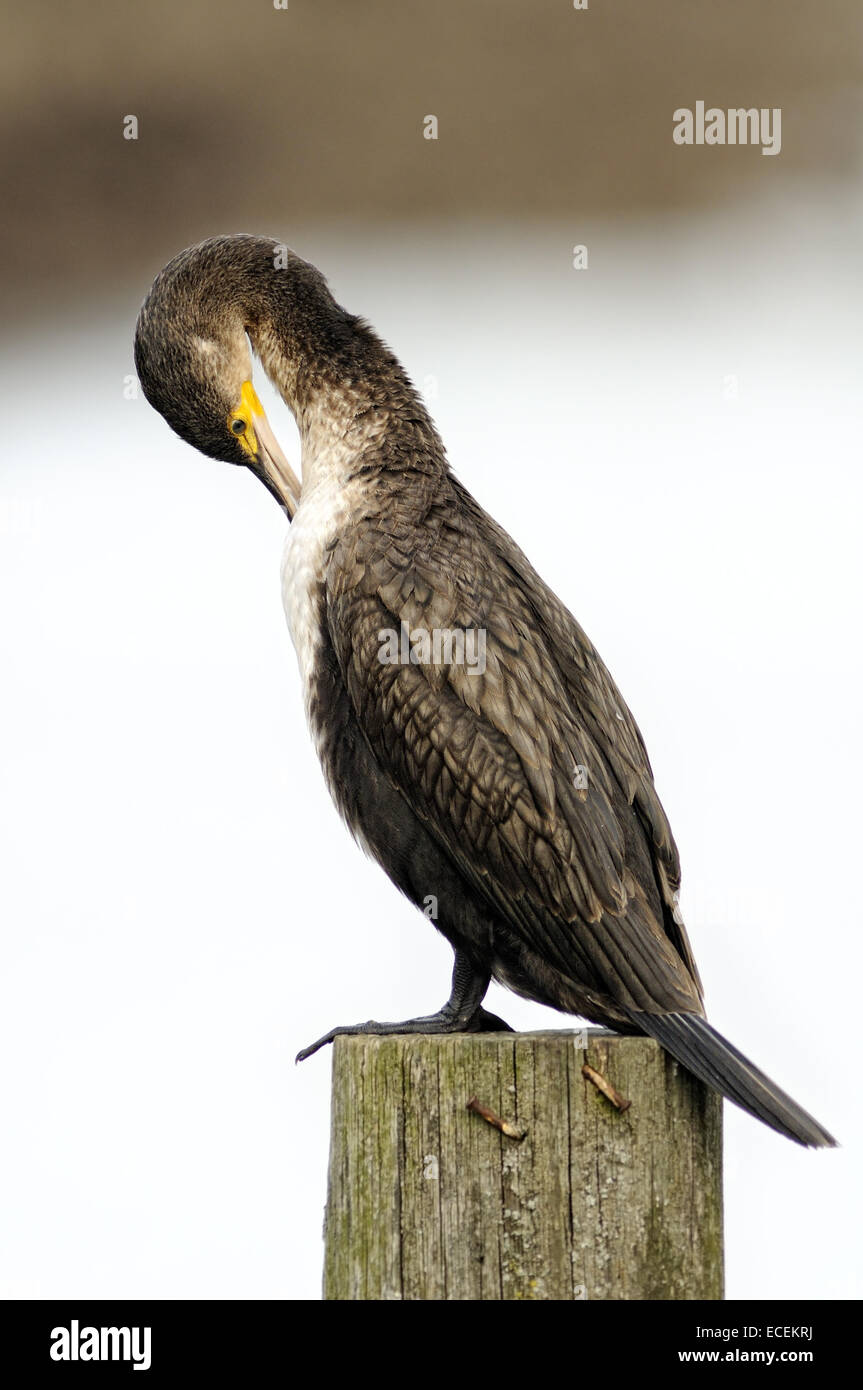 Vertical portrait of young great cormorant, Phalacrocorax carbo, perched on a wood pole preening feathers. Stock Photo