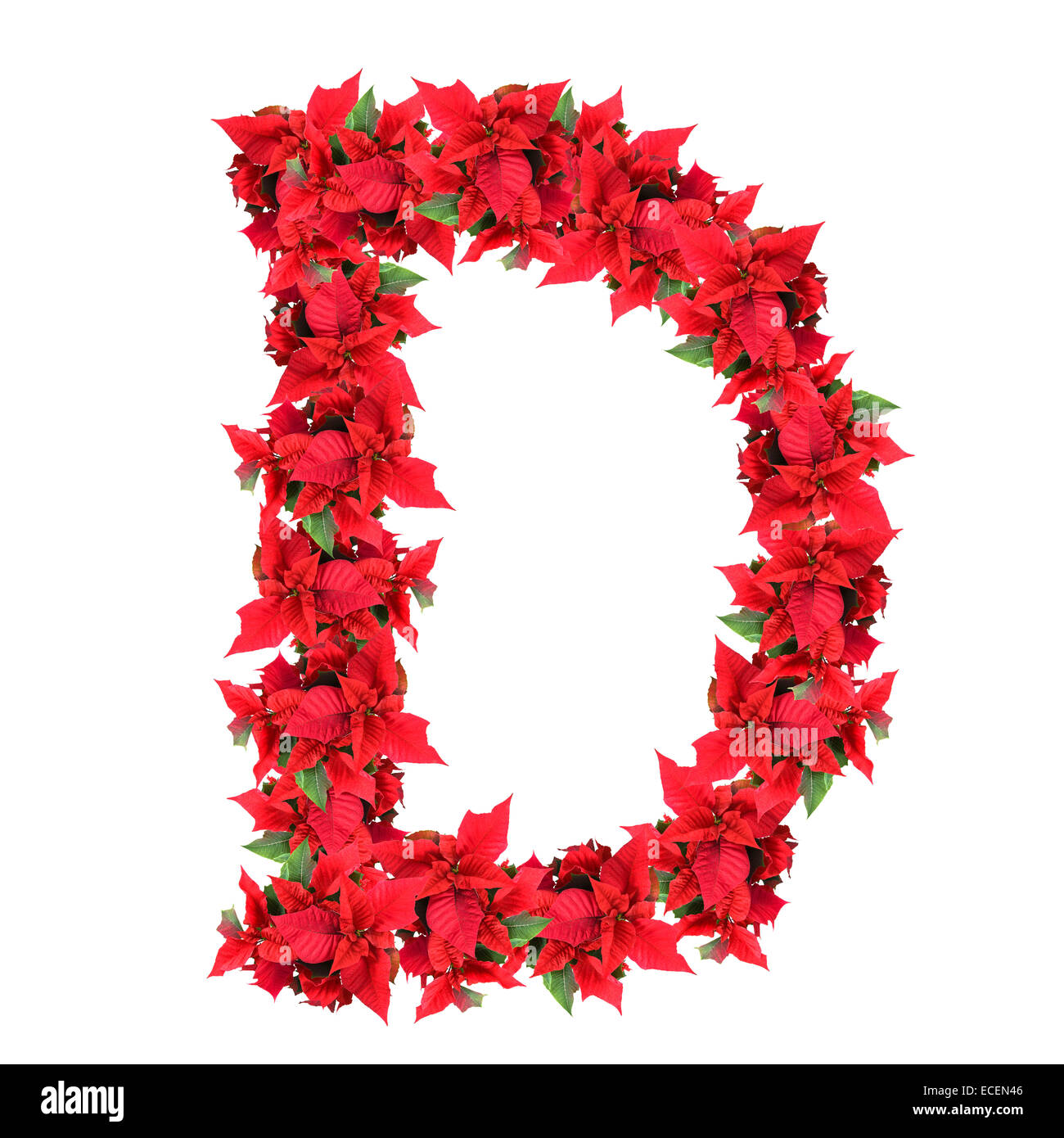 letter from red christmas flowers isolated on white Stock Photo