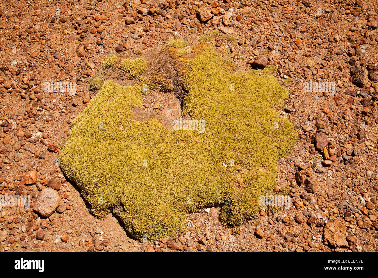 Desert moss in Atacama desert, Chile Stock Photo Alamy