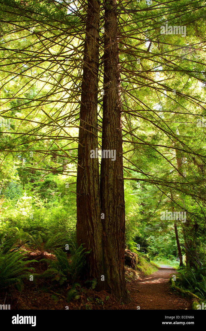Two redwood trees growing together. Stock Photo