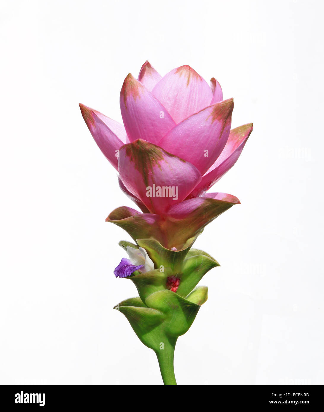 Flowers Siam Tulip isolated on white background Stock Photo - Alamy