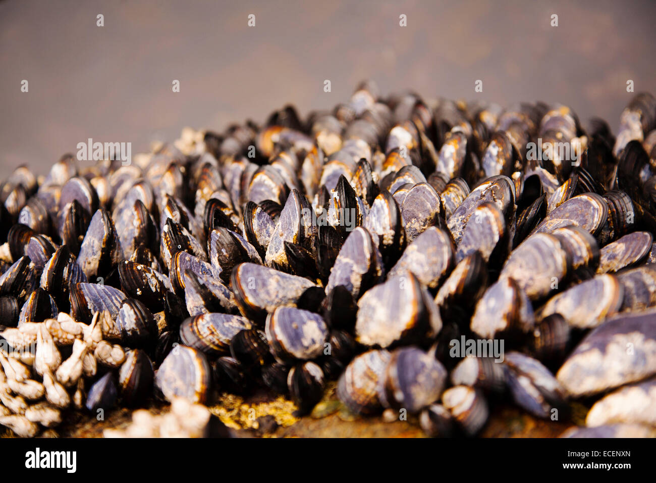 Close up of black mussels on rock, Botanical Beach, Vancouver Island, BC Stock Photo