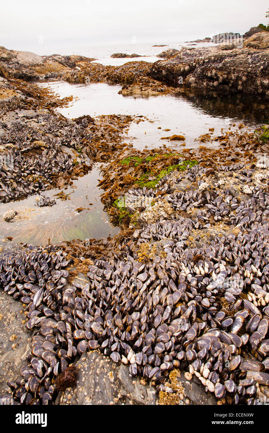 Barnacles and mussels, Botanical Beach, Vancouver Island, BC Stock
