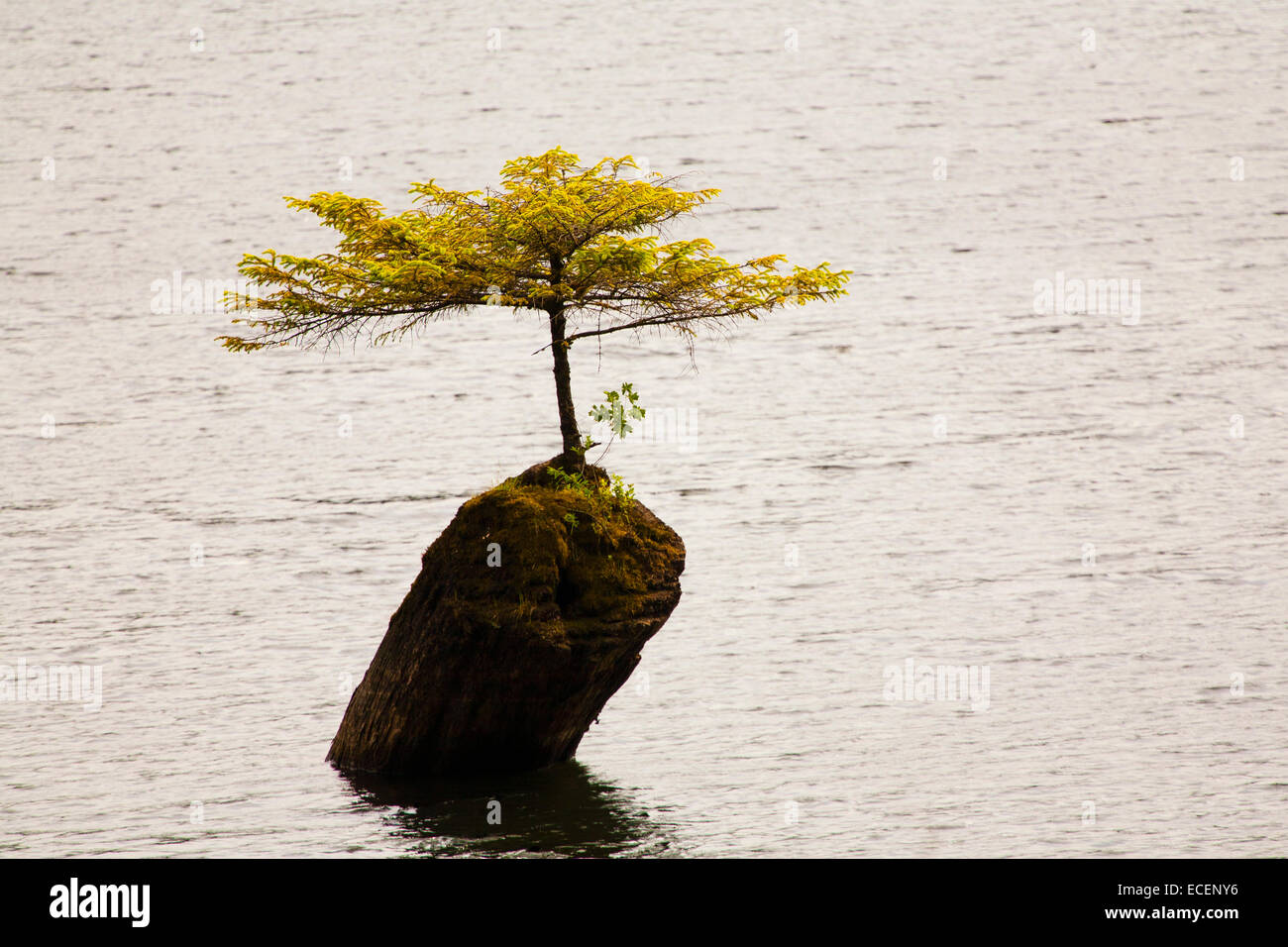 Tree growing on log in middle of lake, Vancouver Island, BC, Canada Stock Photo