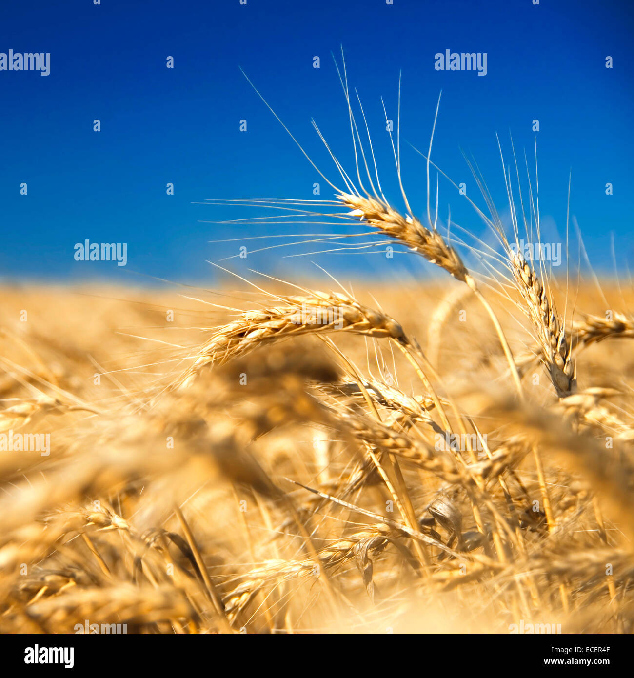 golden wheat against blue sky Stock Photo - Alamy