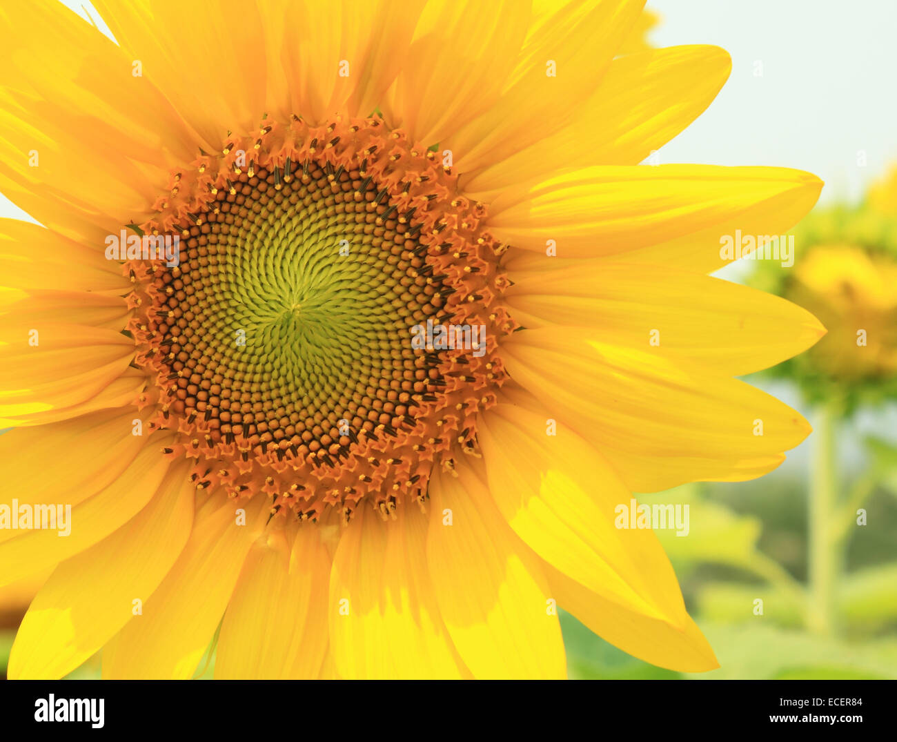 Sunflower yellow flower isolated on white background Stock Photo - Alamy