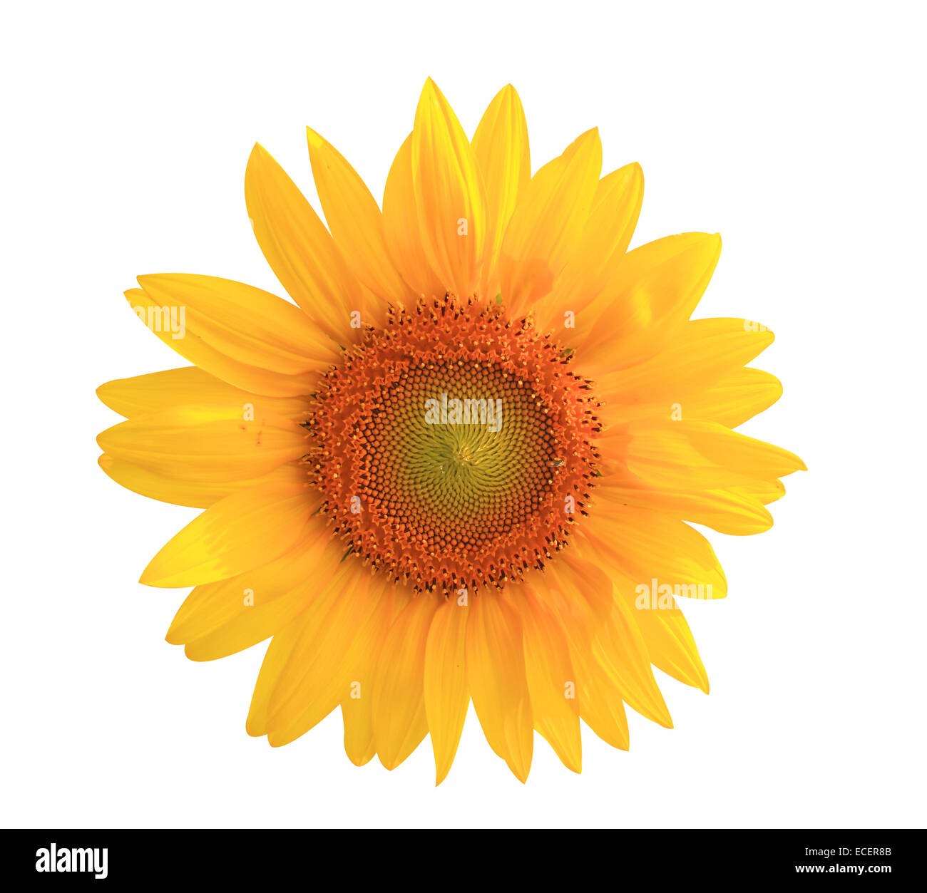 Sunflower yellow flower isolated on white background Stock Photo Alamy