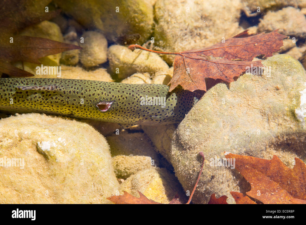 Injured trout fish is hiding under the stone in the river water Stock Photo