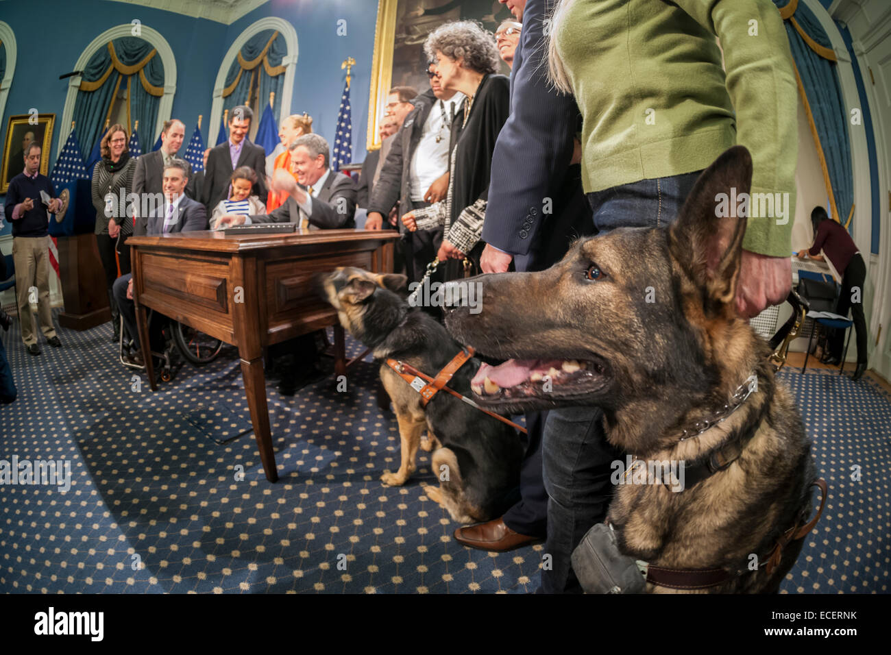 New York, USA. 12th December, 2014. Frisco, a service dog, rights, waits patiently with his owner as New York Mayor Bill De Blasio, at desk, signs into law Intro 216-B in the Blue Room at NY City Hall on Friday, December 12, 2014. The bill increases the pace of installation of Accessible Pedestrian Signals on city streets to enable people with visual impairments to maneuver intersections safely. Credit:  Richard Levine/Alamy Live News Stock Photo