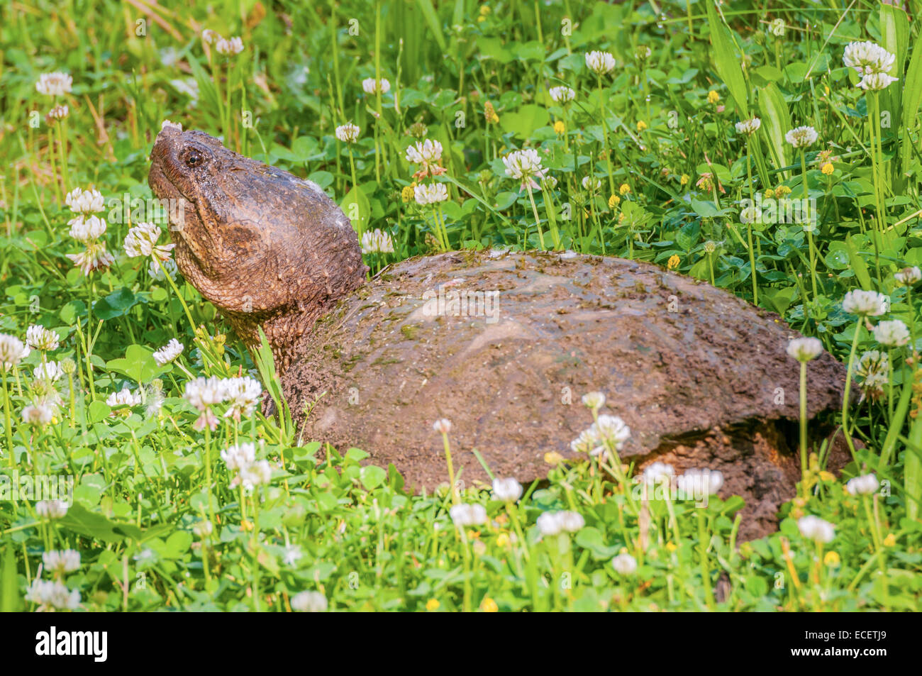 a snapping turtle on the edge of a swamp Stock Photo - Alamy