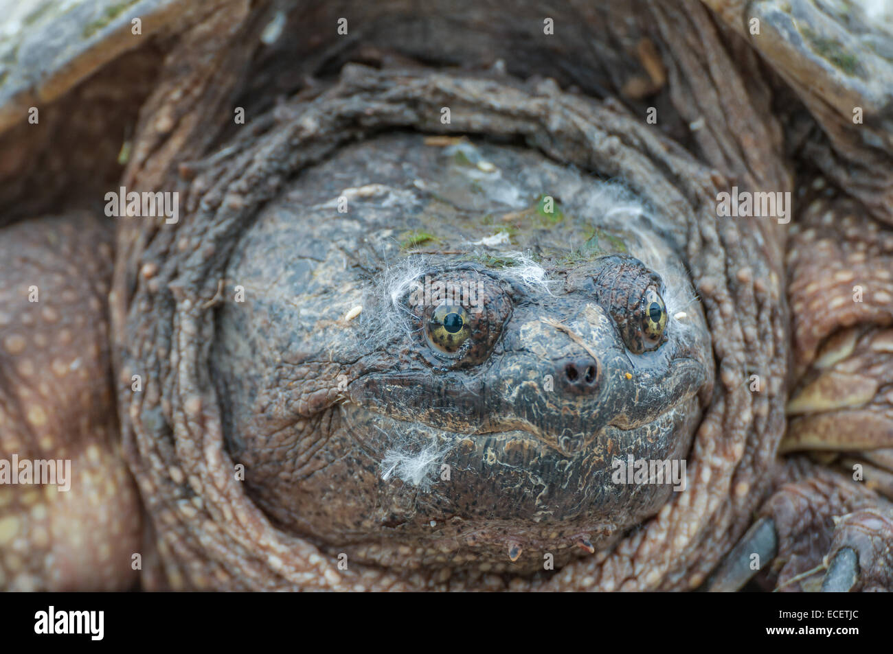 A close up head shot of a snapping turtle on the edge of a swamp Stock ...