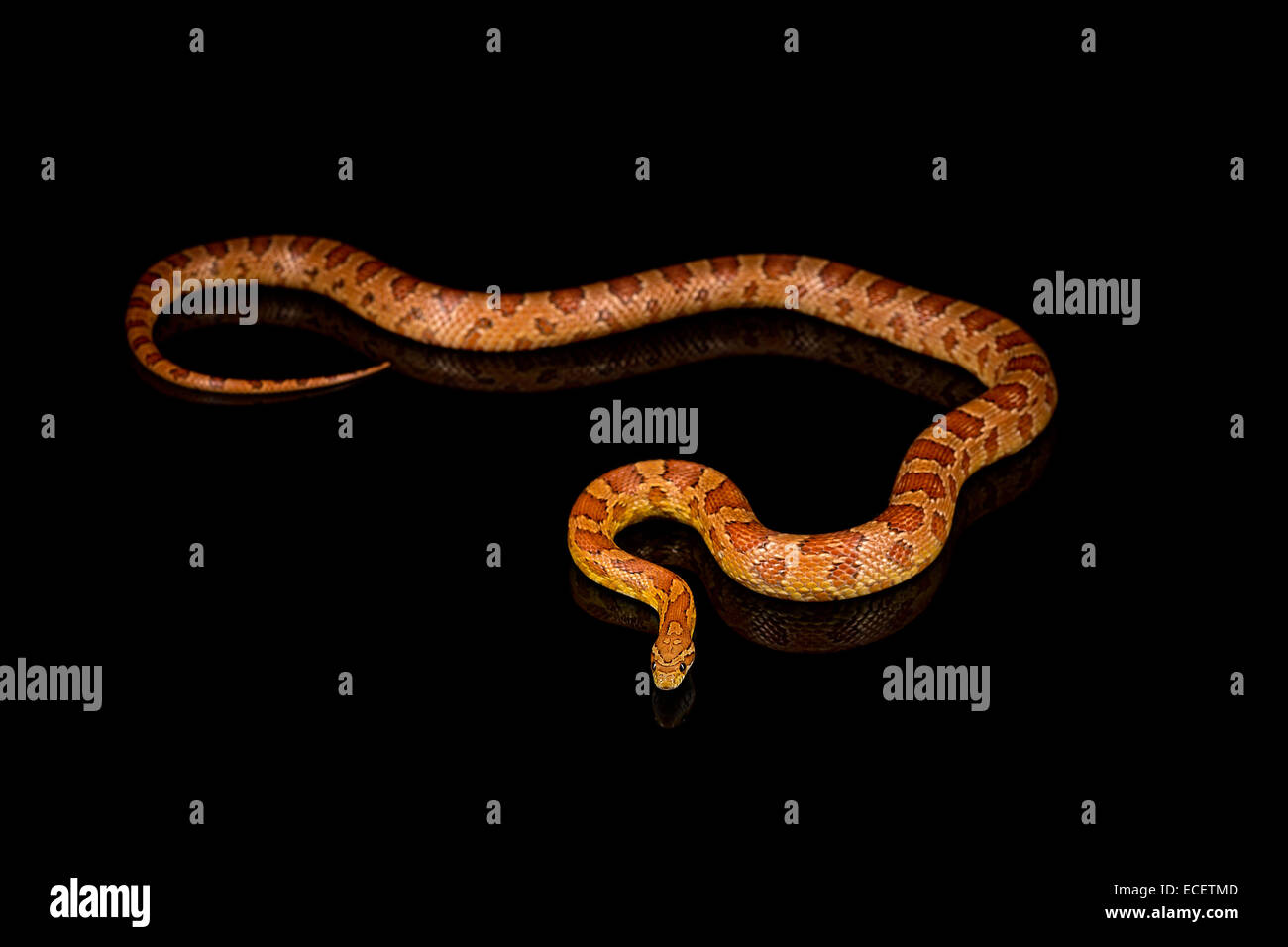 corn snake Stock Photo