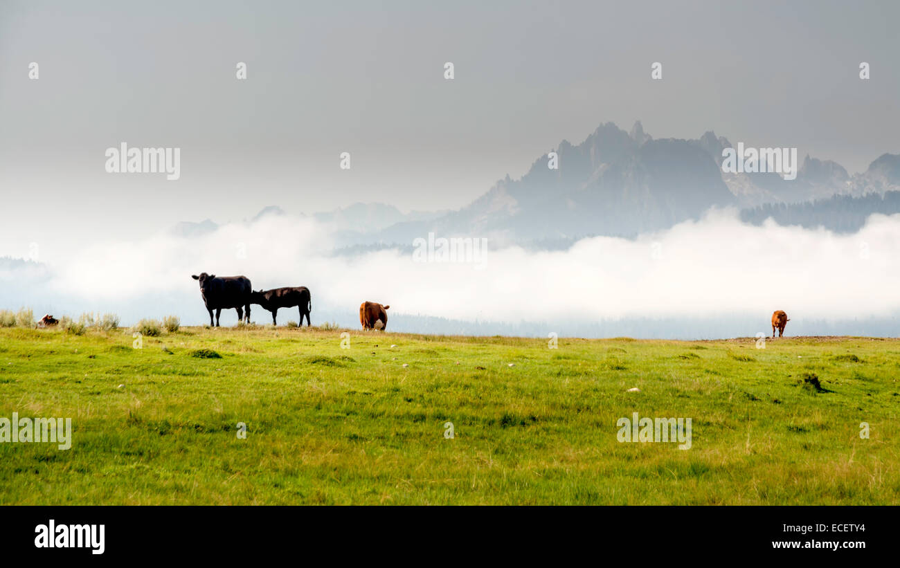 Cows in a pasture in the mountains of Idaho Stock Photo - Alamy