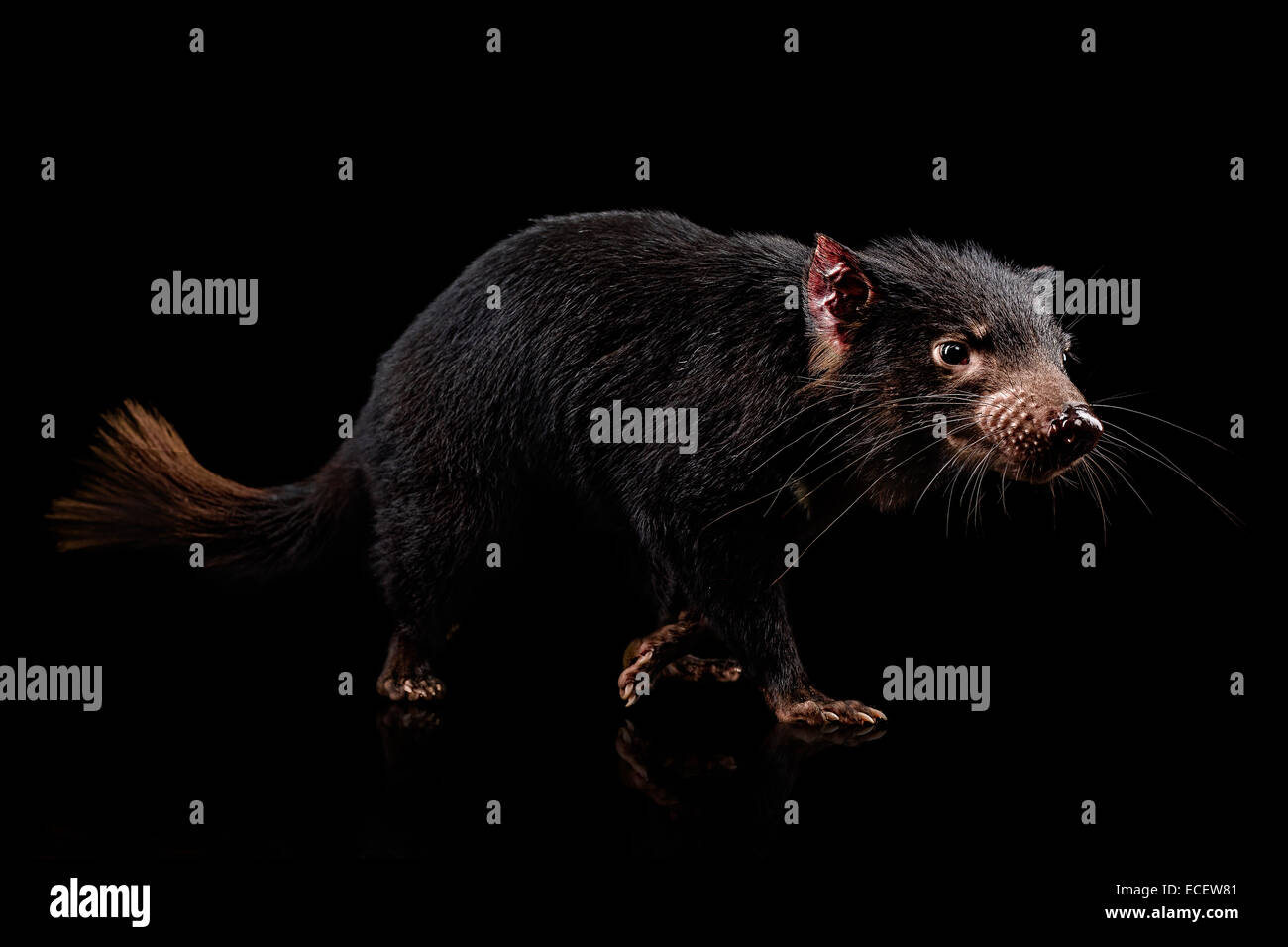 Tassie devil hi-res stock photography and images - Alamy