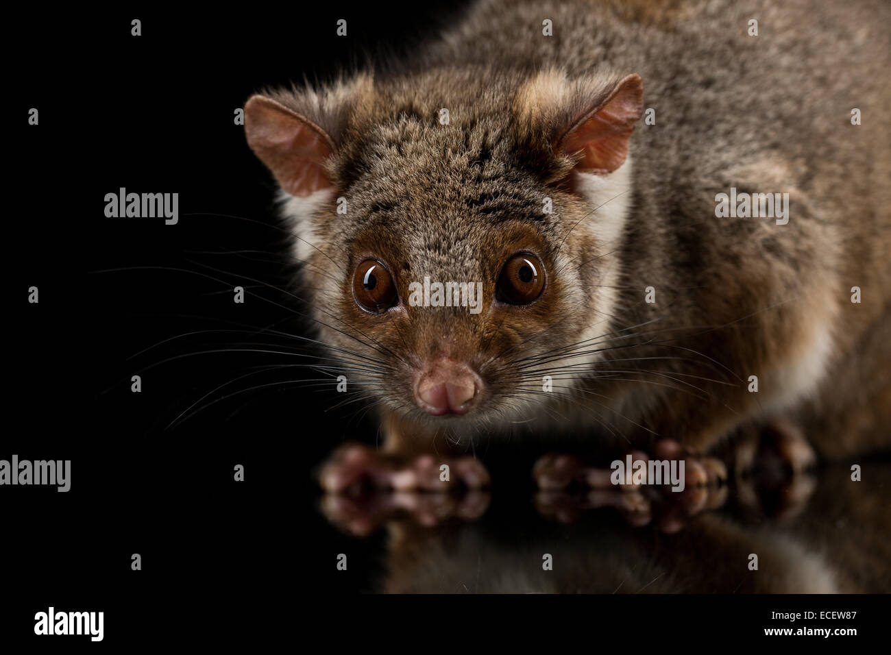 ringtail possum Stock Photo