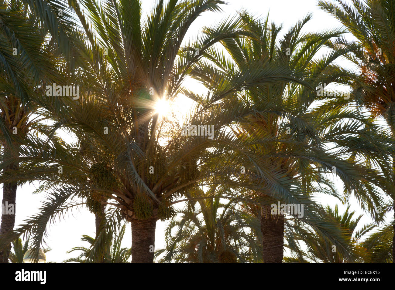 Sun beam in palm leaf, summer picture Stock Photo