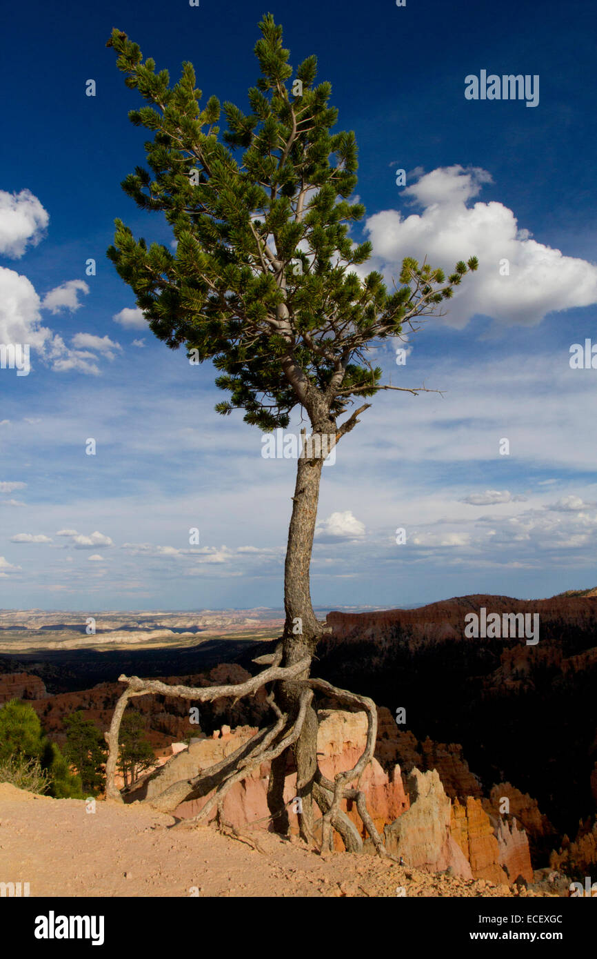 Colorado Pinyon Pine tree (Pinus edulis) 'the walking tree' with roots exposed at Bryce Canyon, Utah, USA in July Stock Photo