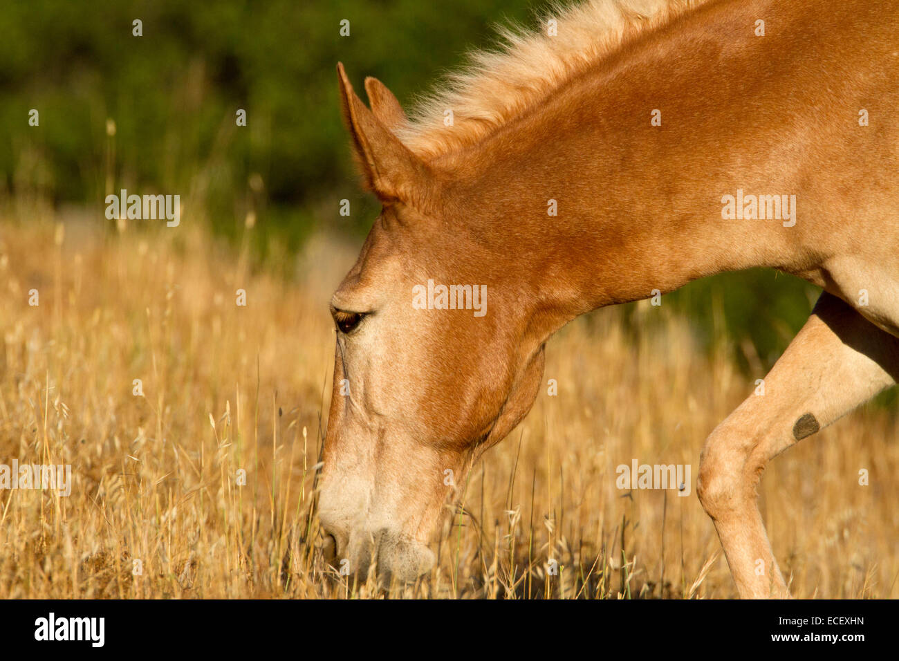 Light brown domesticated horse feeding on dried grasses in a field near