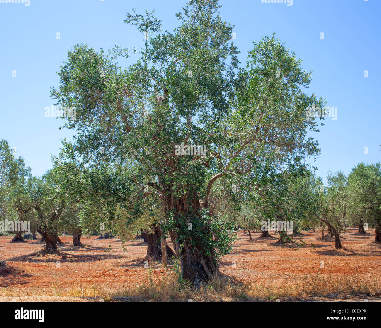 Olive grove in Salento with typical red soil. Stock Photo
