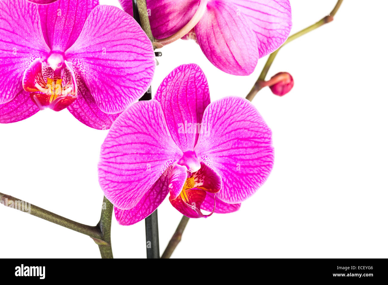 Tropical pink orchid isolated over white background Stock Photo - Alamy