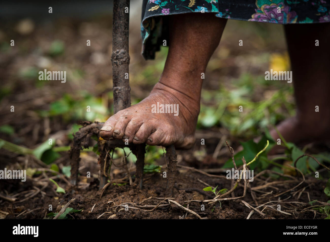Barefoot in a garden using pitch fork Stock Photo