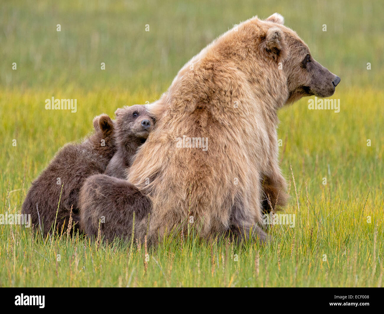 Alaskan Brown Bear cubs rest against their mother in the grasses at ...