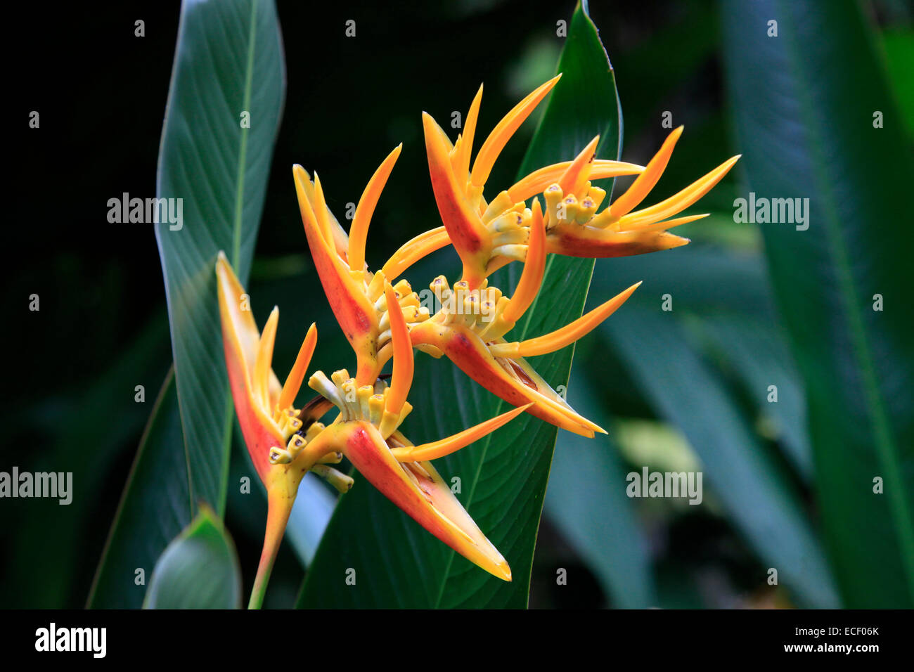 Orange tropical flowers hires stock photography and images Alamy