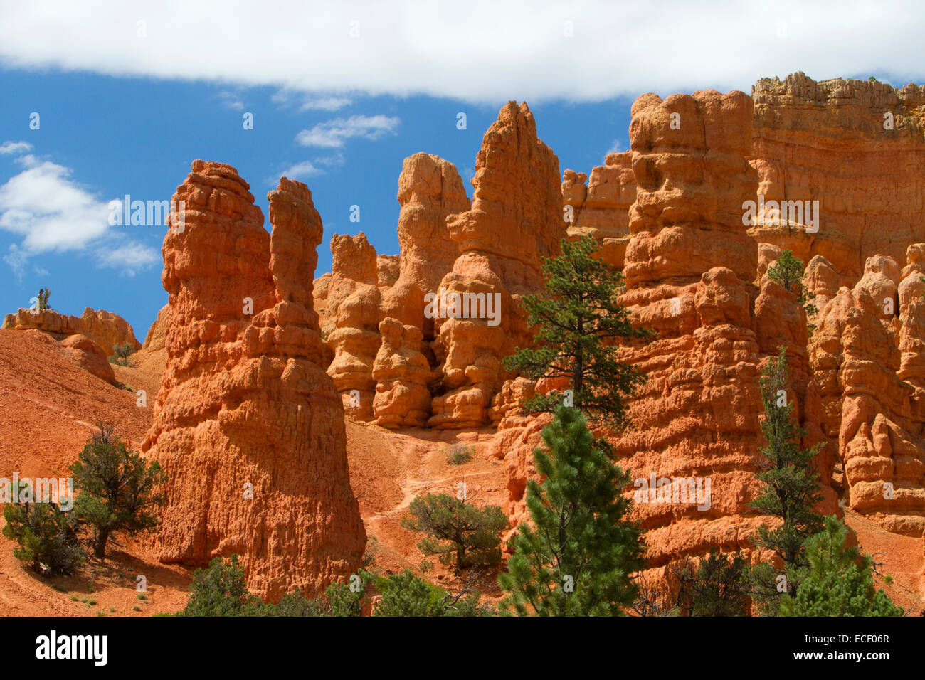 Pink Claron Limestone rock formations at Red Canyon in the Dixie National Forest, Utah, USA in July Stock Photo