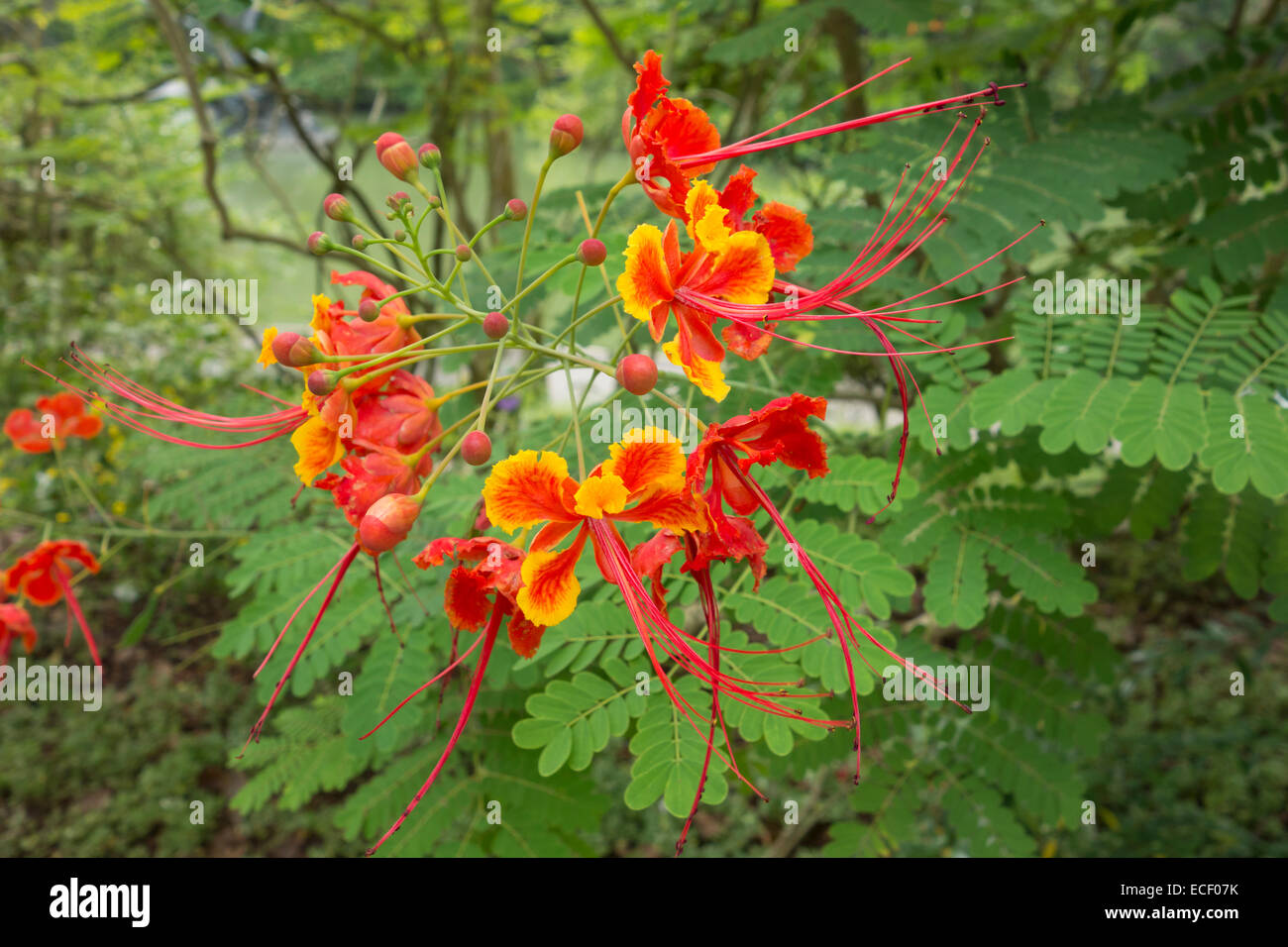 Red and orange colored tropical Peacock Flowers Stock Photo Alamy