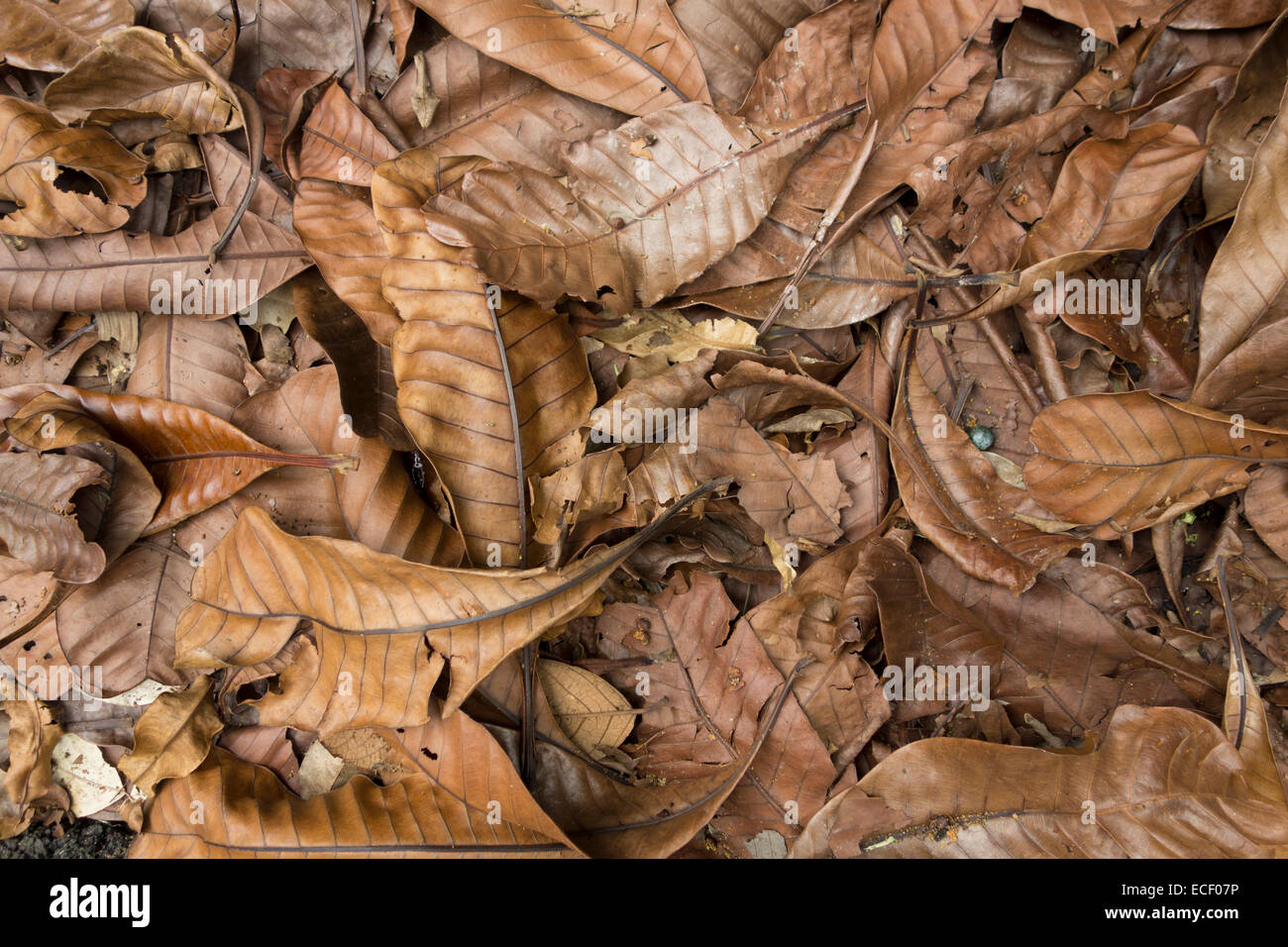 Dead fallen leaves make up the jungle forest nutrient rich leaf litter Stock Photo