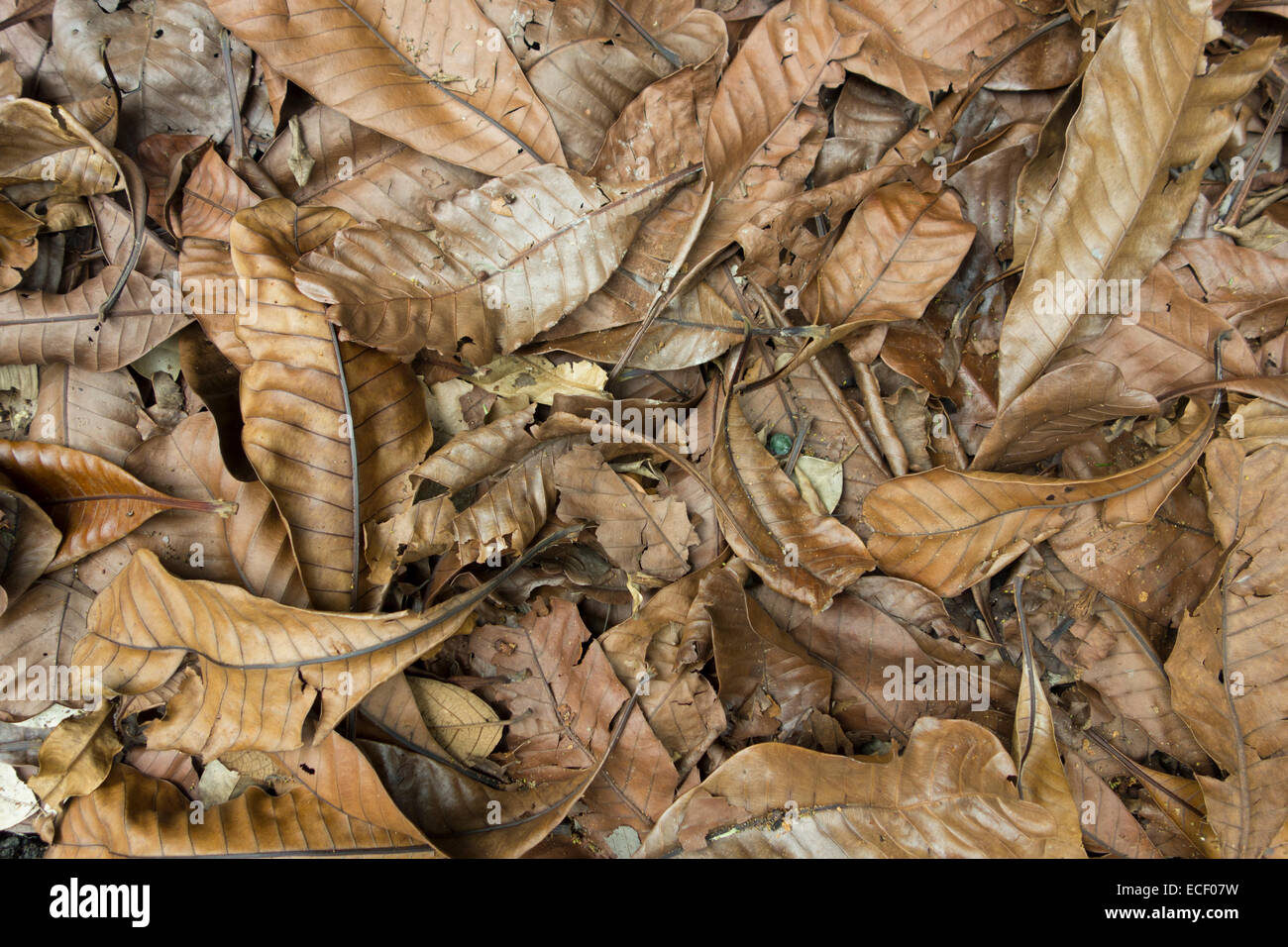 Fallen leaves make up jungle leaf litter Stock Photo Alamy