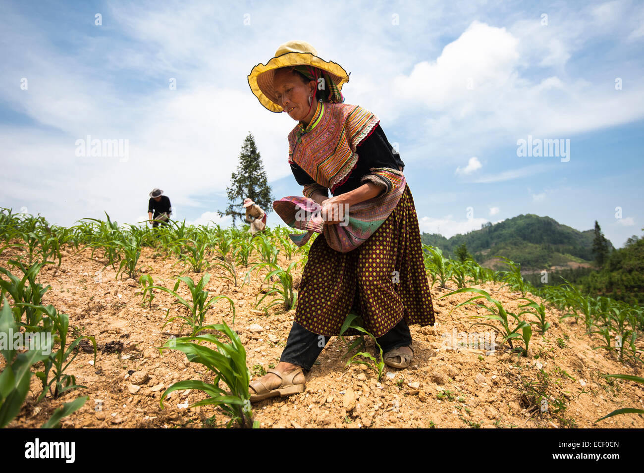 H'mong people working in a corn field Stock Photo