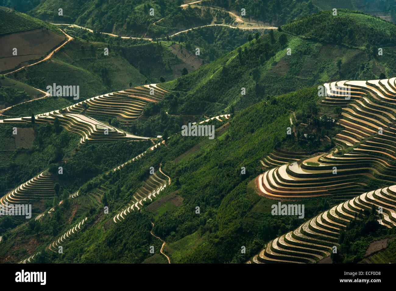 Rice terraces in northern Vietnam Stock Photo
