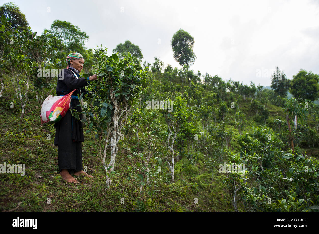 Tay woman collecting green tea leaves Stock Photo