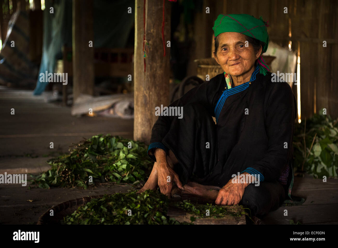 Tay woman with harvested green tea leaves Stock Photo