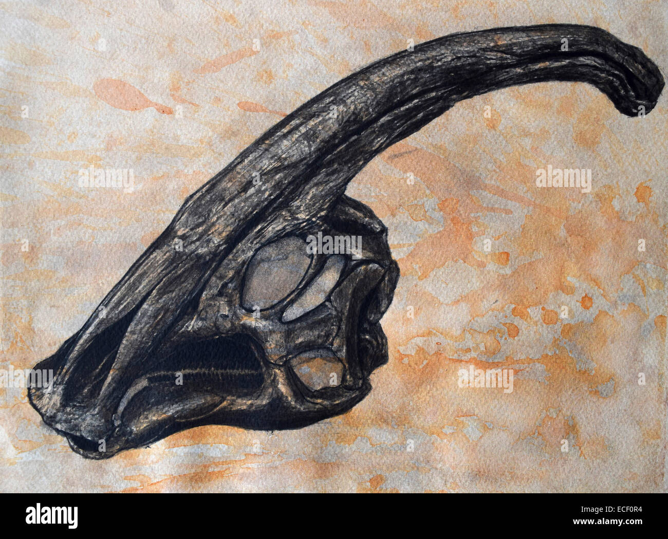 Herbivore skull hires stock photography and images Alamy