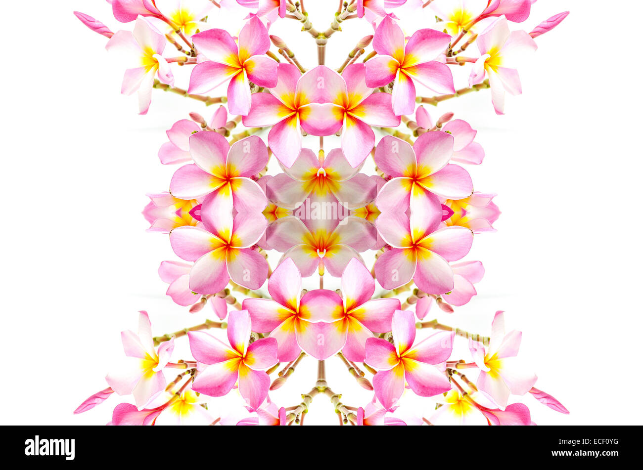 Blossom pink Plumeria flower, isolated on a white background Stock