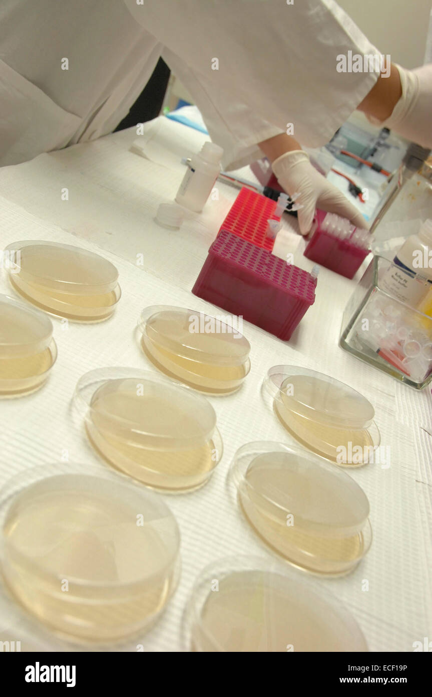 Cloning dishes in research lab. Stock Photo