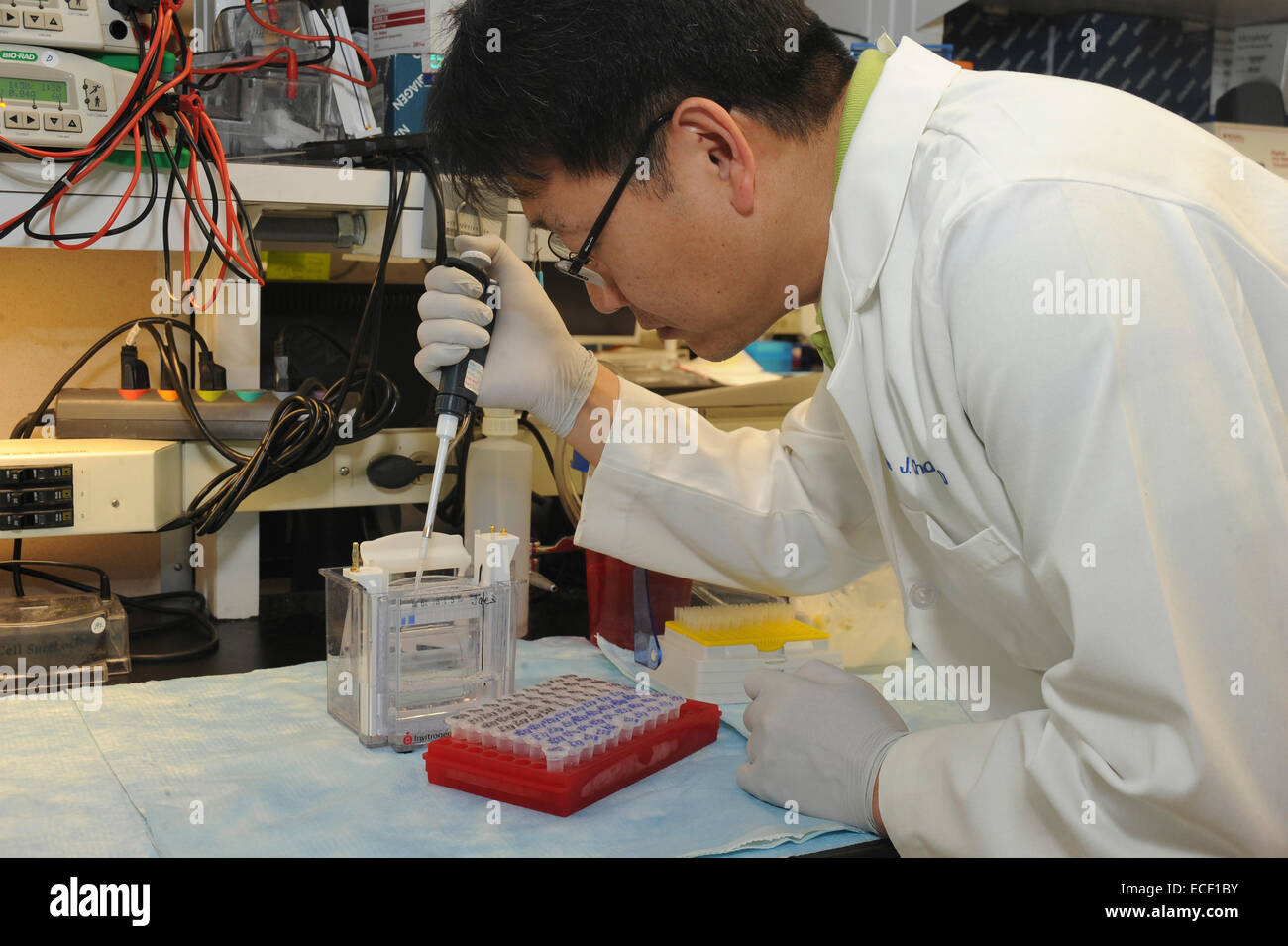 Scientist prepares a Western blot, a technique used to detect a specific protein in a blood or tissue sample. Stock Photo