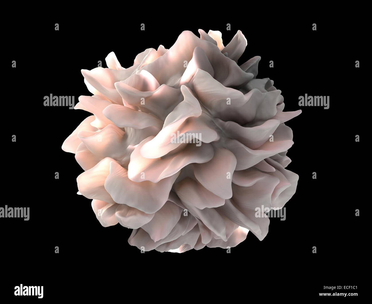 Artistic rendering of the surface of a human dendritic cell illustrating the unexpected discovery of sheet-like processes that f Stock Photo